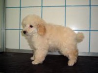 /album/galleria-foto-barboncino/download-11-jpg/